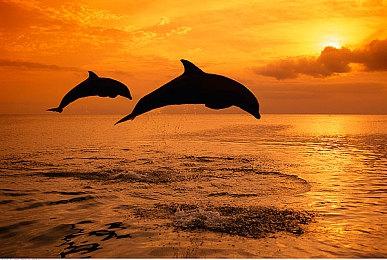 传闻称《皮克敏4》即将推出switch2增强版 新增若干内容