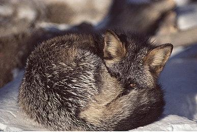 《波斯王子：时之砂》重制版现已定于2026年发行